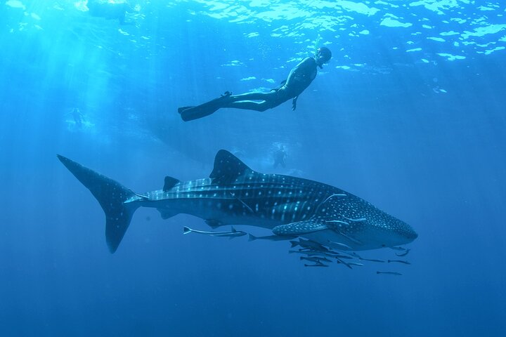 Simma med valhajar i La Paz, Mexiko, på en guidad snorklingstur från Los Cabos, foto 14 | wizardtrip