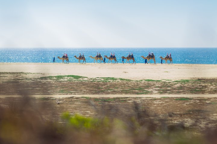 Kamelenrit op een afgelegen strand in Cabo San Lucas, Mexico, met uitzicht op de oceaan en lunchbuffet, foto 7 | wizardtrip