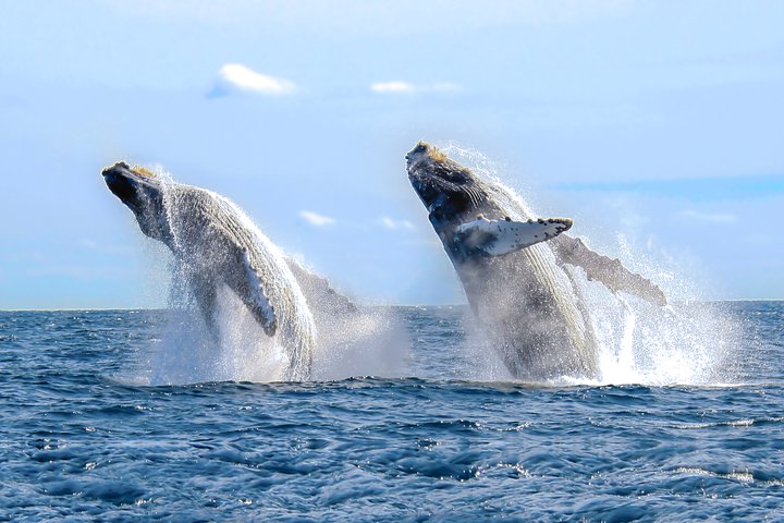 Avvistamento Balene Lussuoso Catamarano Cabo San Lucas | wizardtrip