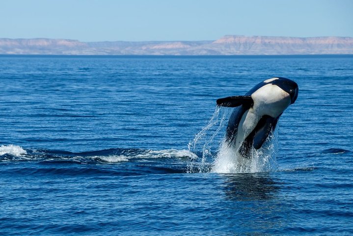 Luksus katamaran hvalsafari i Cabo San Lucas, Mexico, med udsigt til buen, foto 6 | wizardtrip