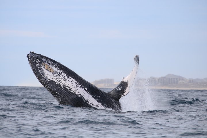 Luksus katamaran hvalsafari i Cabo San Lucas, Mexico, med udsigt til buen, foto 8 | wizardtrip