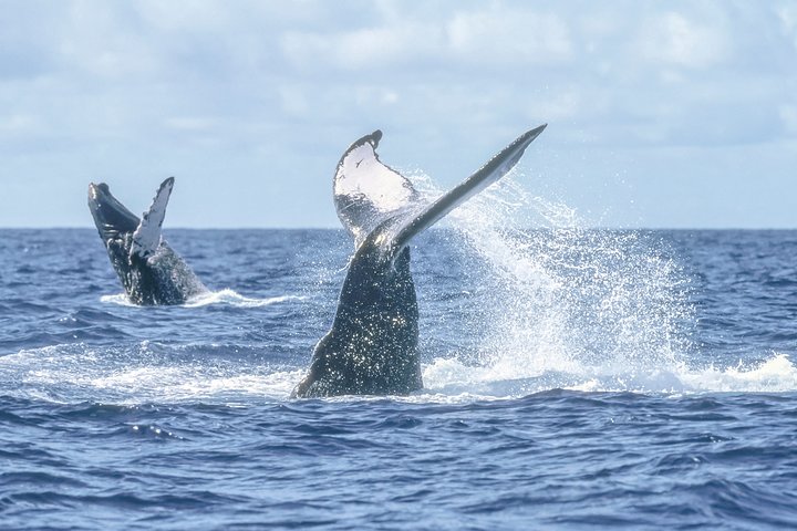 Luksus katamaran hvalsafari i Cabo San Lucas, Mexico, med udsigt til buen, foto 9 | wizardtrip