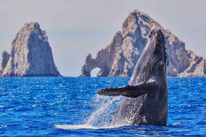 Luksus katamaran hvalsafari i Cabo San Lucas, Mexico, med udsigt til buen, foto 10 | wizardtrip
