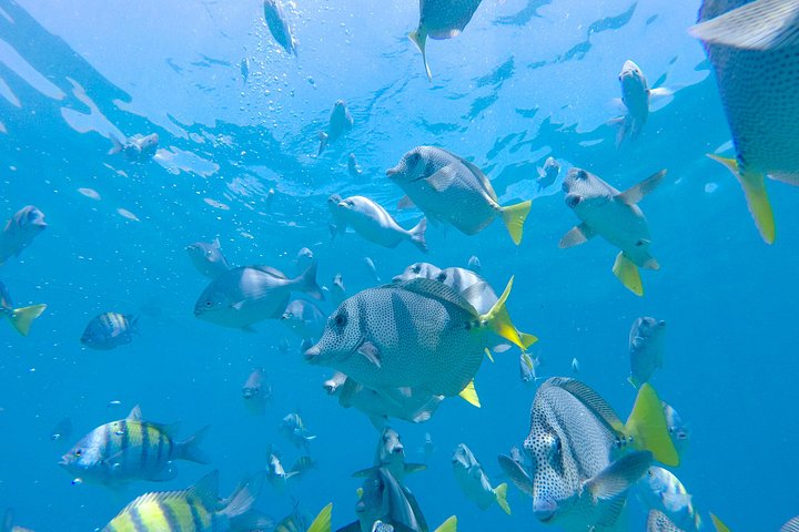 Goditi un'emozionante avventura di sport acquatici a Cabo San Lucas, Messico, con snorkeling, kayak e paddleboard, foto 14 | wizardtrip