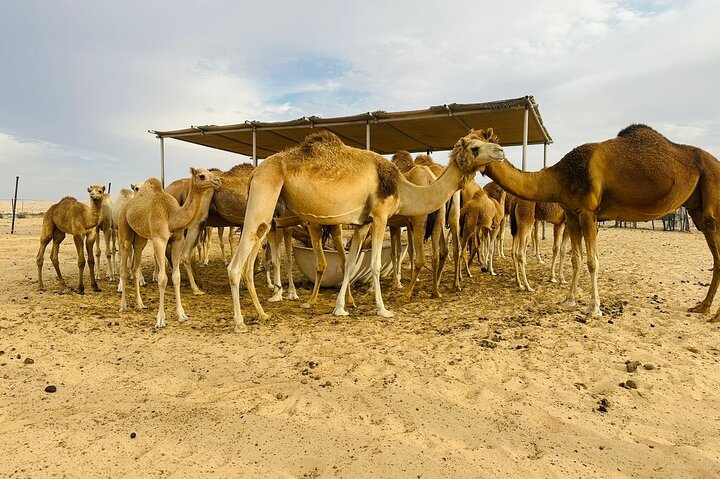 Experience an Abu Dhabi desert safari with dune bashing, camel rides, live shows, and BBQ dinner, photo 8 | wizardtrip