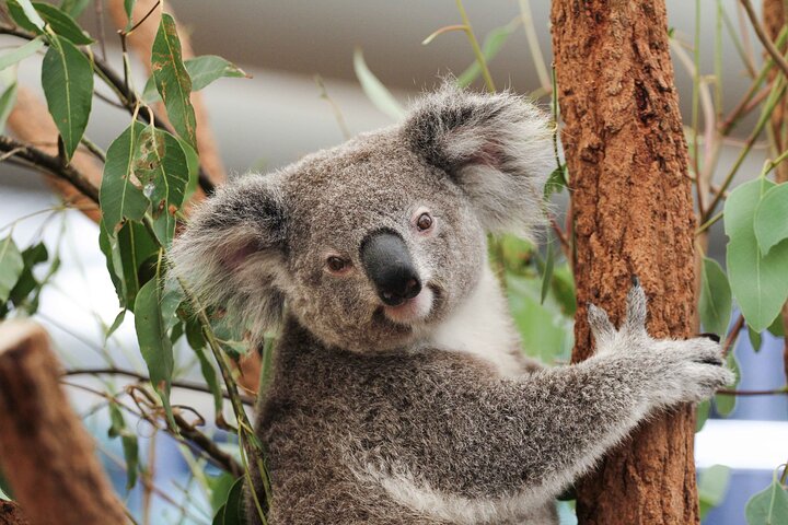 Lone Pine Koala Sanctuary Day Pass | wizardtrip