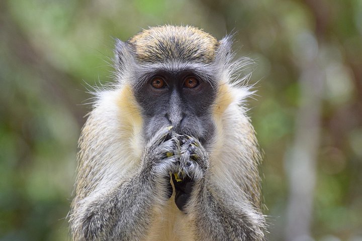 Full-day adventure in Barbados: monkey feeding, scenic views, local lunch, and swimming with turtles, photo 7 | wizardtrip