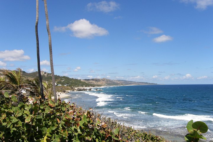 Full-day adventure in Barbados: monkey feeding, scenic views, local lunch, and swimming with turtles, photo 9 | wizardtrip