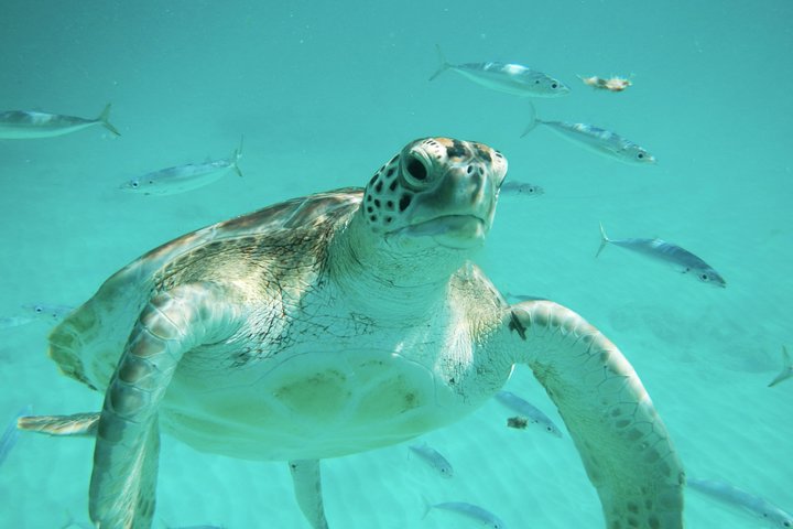 Barbados Turtle & Shipwreck Snorkel Avontuur | wizardtrip