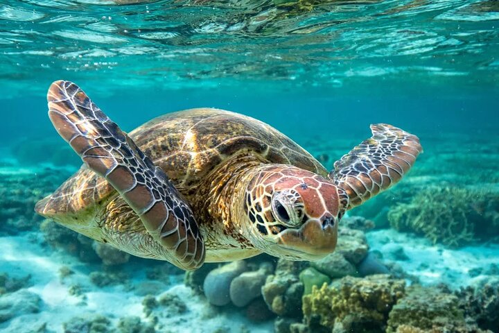Avventura snorkeling a Barbados: nuota con le tartarughe ed esplora i relitti in acque turchesi limpide, foto 9 | wizardtrip