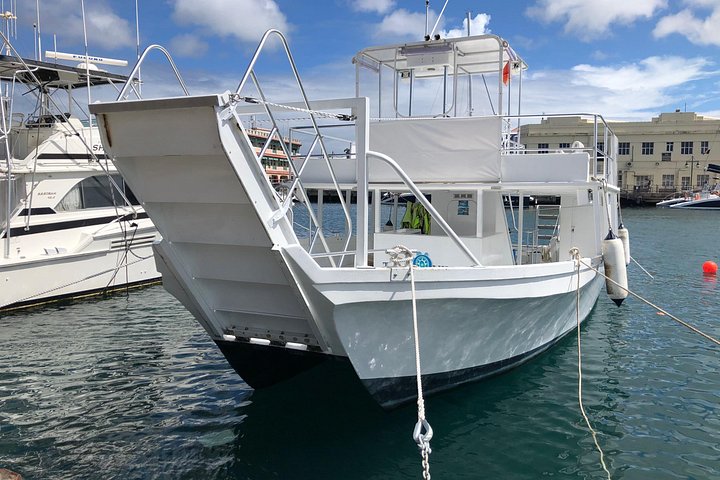 Avventura snorkeling a Barbados: nuota con le tartarughe ed esplora i relitti in acque turchesi limpide, foto 15 | wizardtrip