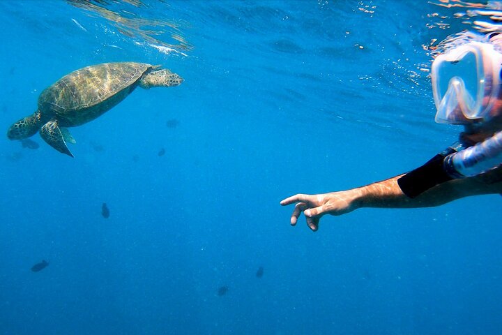 Passeio de snorkel em Waikiki, Honolulu, com tartarugas marinhas garantidas e vistas costeiras deslumbrantes, foto 8 | wizardtrip