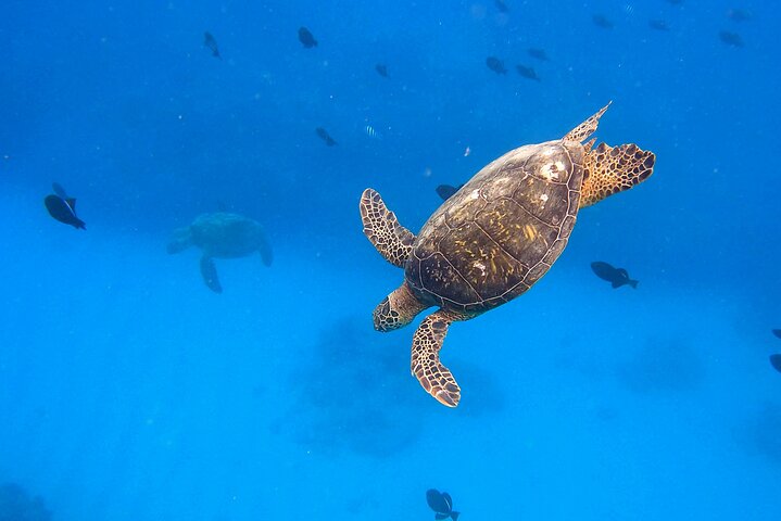 Passeio de snorkel em Waikiki, Honolulu, com tartarugas marinhas garantidas e vistas costeiras deslumbrantes, foto 10 | wizardtrip
