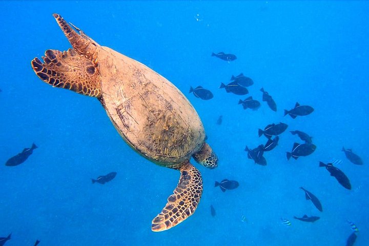 Passeio de snorkel em Waikiki, Honolulu, com tartarugas marinhas garantidas e vistas costeiras deslumbrantes, foto 11 | wizardtrip