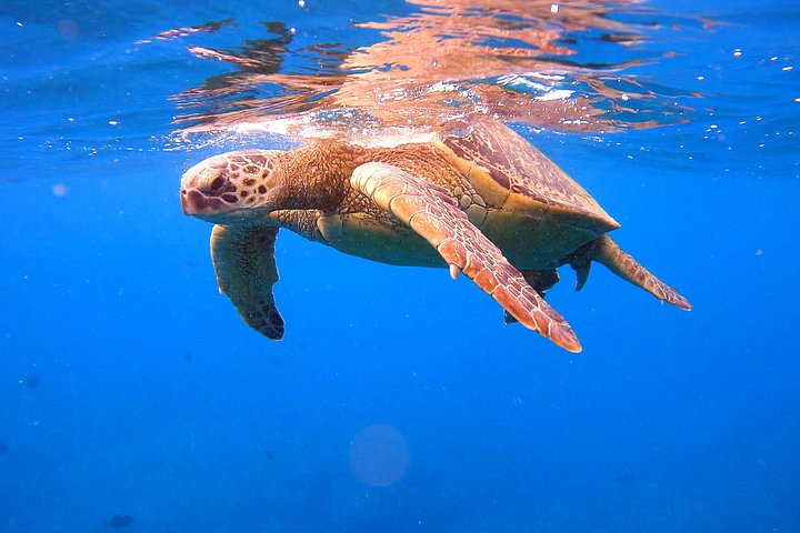 Passeio de snorkel em Waikiki, Honolulu, com tartarugas marinhas garantidas e vistas costeiras deslumbrantes, foto 12 | wizardtrip
