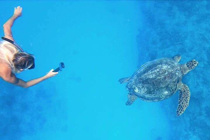 Passeio de snorkel em Waikiki, Honolulu, com tartarugas marinhas garantidas e vistas costeiras deslumbrantes, foto 18 | wizardtrip