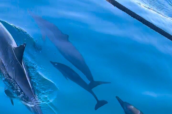 Passeio de snorkel em Waikiki, Honolulu, com tartarugas marinhas garantidas e vistas costeiras deslumbrantes, foto 21 | wizardtrip