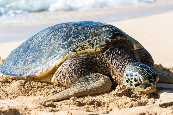 Tour pela ilha de Oahu com snorkel, miradouros panorâmicos, locais de surf e comida local, foto 6 | wizardtrip