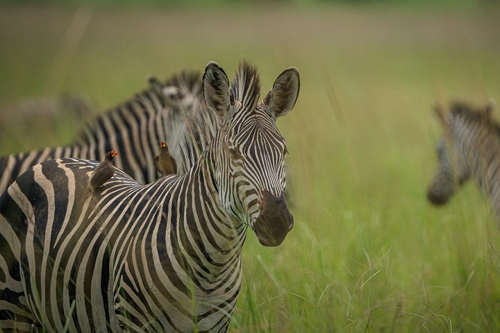 Safari mit Flug zum Mikumi-Nationalpark ab Sansibar mit Tierwelt und Landschaften, Foto 6 | wizardtrip
