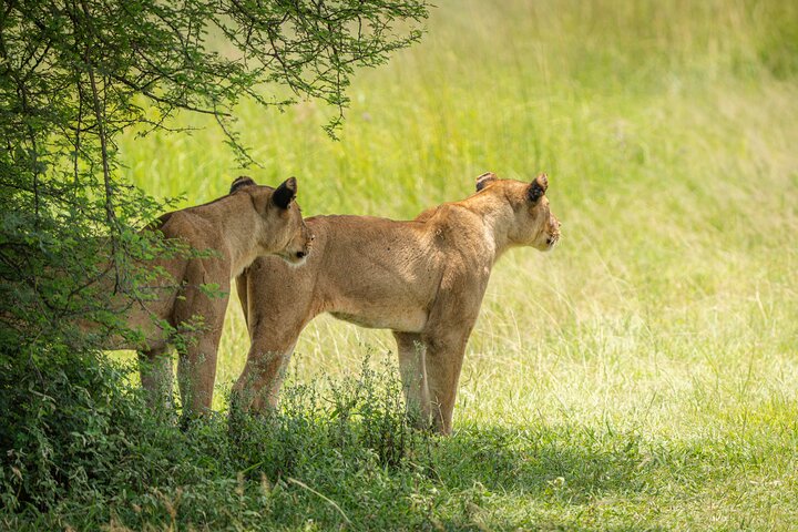 Safari mit Flug zum Mikumi-Nationalpark ab Sansibar mit Tierwelt und Landschaften, Foto 9 | wizardtrip