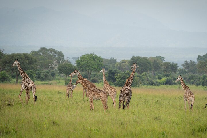 Safari mit Flug zum Mikumi-Nationalpark ab Sansibar mit Tierwelt und Landschaften, Foto 10 | wizardtrip