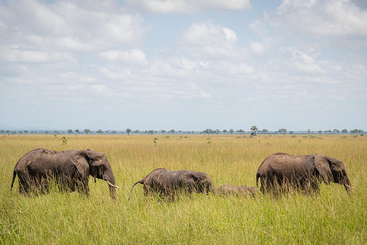 Safari mit Flug zum Mikumi-Nationalpark ab Sansibar mit Tierwelt und Landschaften, Foto 14 | wizardtrip