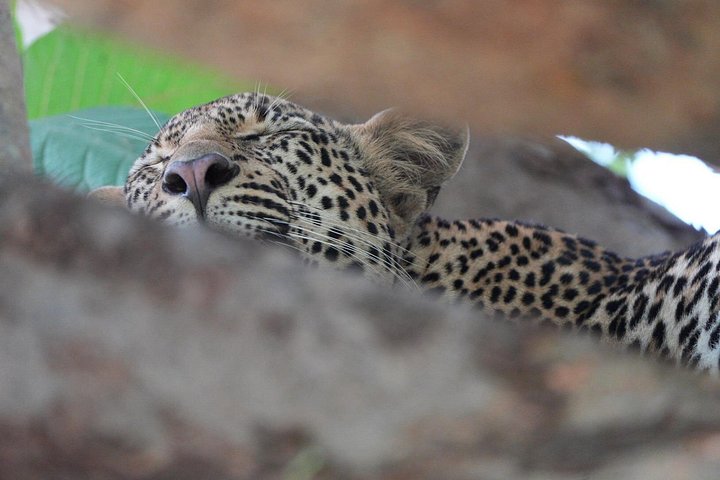 Safari mit Flug zum Mikumi-Nationalpark ab Sansibar mit Tierwelt und Landschaften, Foto 16 | wizardtrip