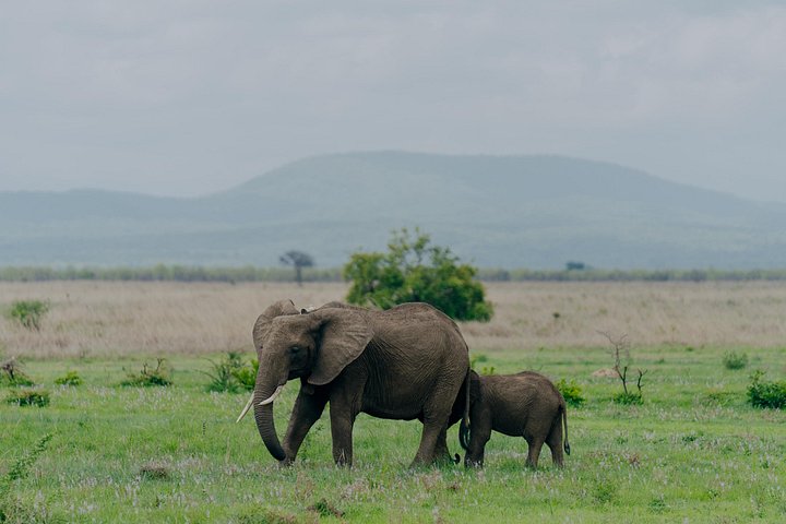 Safari mit Flug zum Mikumi-Nationalpark ab Sansibar mit Tierwelt und Landschaften, Foto 18 | wizardtrip