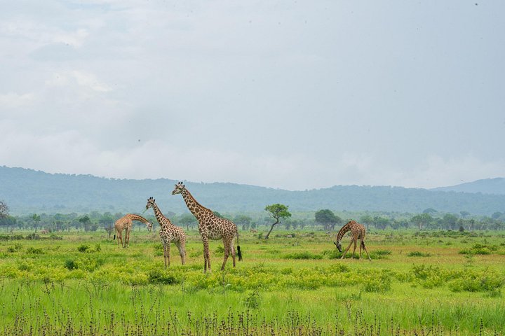 Safari mit Flug zum Mikumi-Nationalpark ab Sansibar mit Tierwelt und Landschaften, Foto 20 | wizardtrip