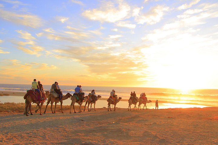 Profitez d'une balade à dos de chameau sur la plage à Cabo San Lucas, Mexique, avec de superbes vues sur l'océan, photo 6 | wizardtrip