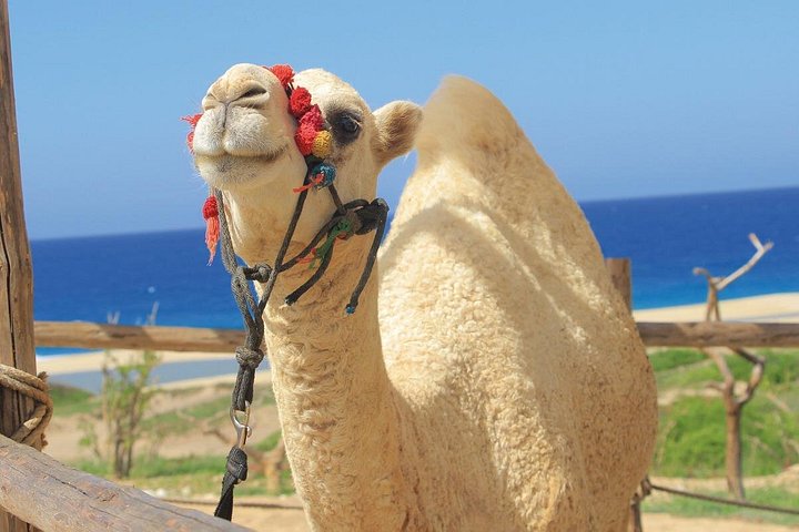 Profitez d'une balade à dos de chameau sur la plage à Cabo San Lucas, Mexique, avec de superbes vues sur l'océan, photo 7 | wizardtrip
