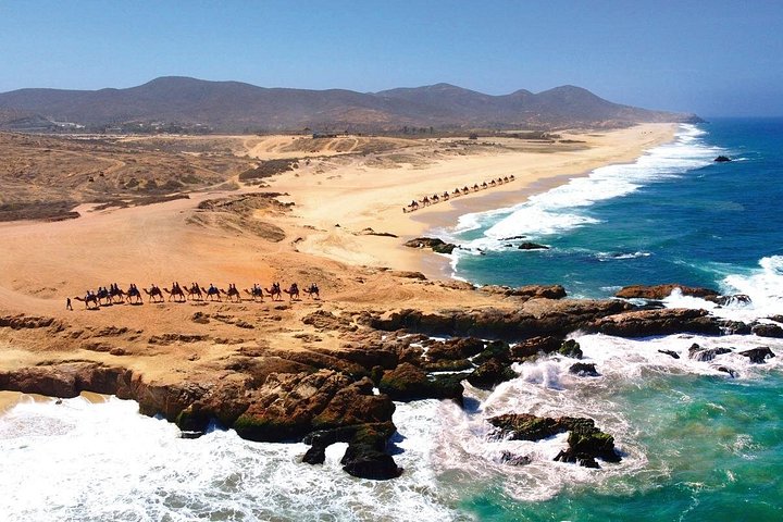 Profitez d'une balade à dos de chameau sur la plage à Cabo San Lucas, Mexique, avec de superbes vues sur l'océan, photo 12 | wizardtrip