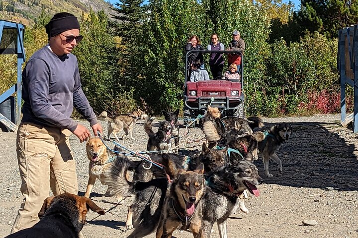 Upplev ett spännande slädhundsäventyr i Yukon med valplek och natursköna Yukon-landskap, foto 11 | wizardtrip