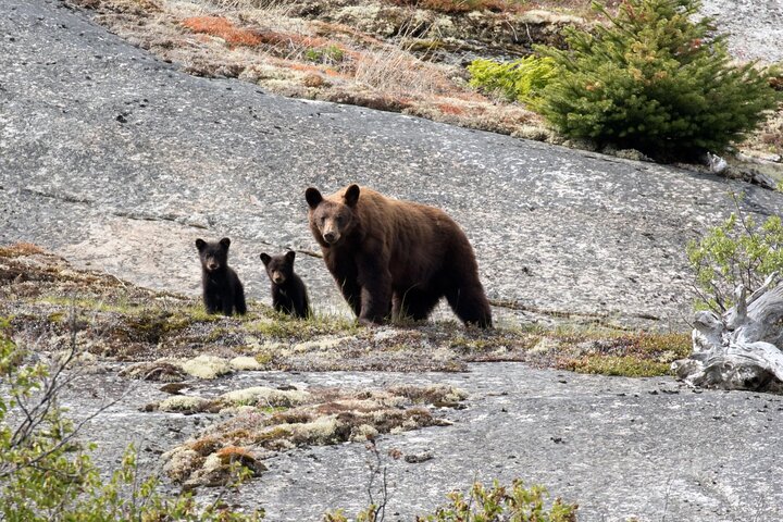 Schilderachtige tour van Skagway, Yukon Suspension Bridge en omliggende natuurlijke landschappen, foto 9 | wizardtrip