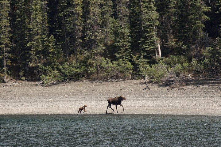 Naturskön Yukon-äventyrstur från Skagway till Kanada, med sjöar, berg och vilda djur, foto 6 | wizardtrip
