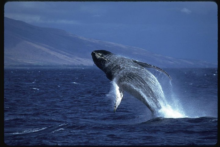 Excursion d'observation des baleines depuis Oahu, Hawaï, offrant des vues sur les baleines et le paysage côtier, photo 6 | wizardtrip
