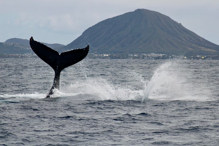 Excursion d'observation des baleines depuis Oahu, Hawaï, offrant des vues sur les baleines et le paysage côtier, photo 7 | wizardtrip
