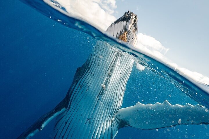 Excursion d'observation des baleines depuis Oahu, Hawaï, offrant des vues sur les baleines et le paysage côtier, photo 8 | wizardtrip