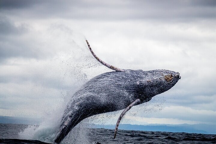 Excursion d'observation des baleines depuis Oahu, Hawaï, offrant des vues sur les baleines et le paysage côtier, photo 9 | wizardtrip