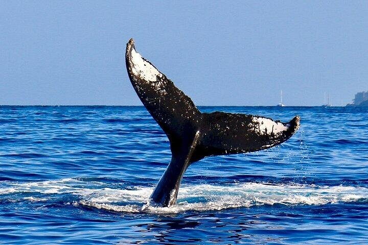 Excursion d'observation des baleines depuis Oahu, Hawaï, offrant des vues sur les baleines et le paysage côtier, photo 10 | wizardtrip