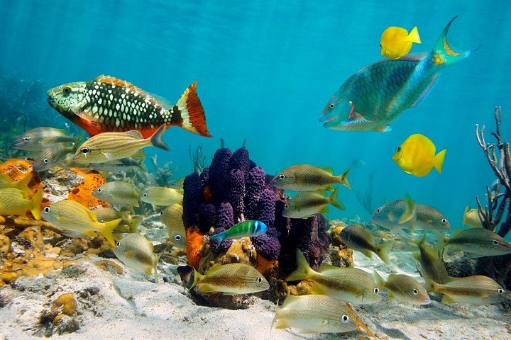 Cruzeiro de barco de festa com snorkel e bebidas em Punta Cana, República Dominicana, foto 24 | wizardtrip