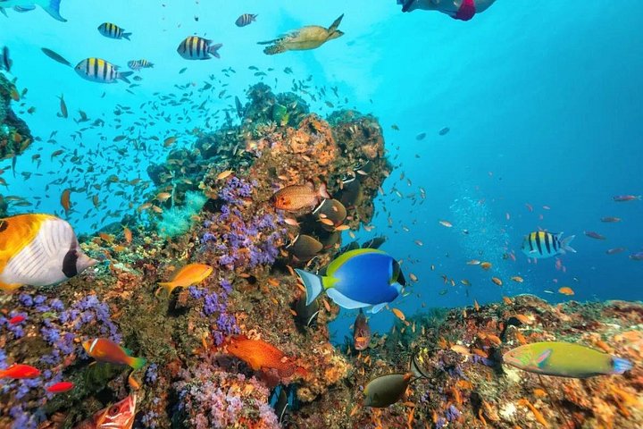 Cruzeiro de barco de festa com snorkel e bebidas em Punta Cana, República Dominicana, foto 32 | wizardtrip