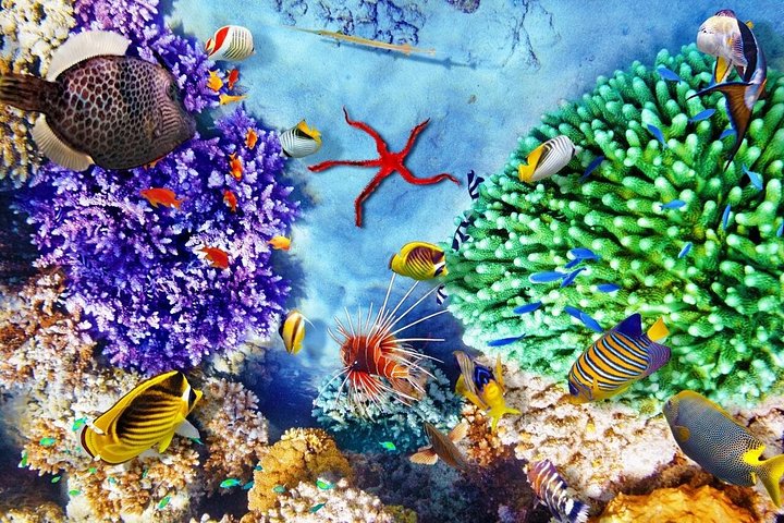 Cruzeiro de barco de festa com snorkel e bebidas em Punta Cana, República Dominicana, foto 44 | wizardtrip