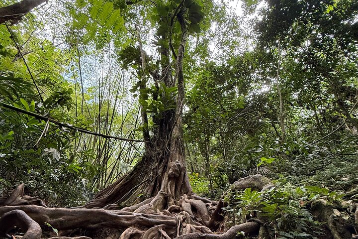 Liten gruppe som utforsker El Yunque regnskog med naturlige vannsklier og frodig vegetasjon, foto 19 | wizardtrip