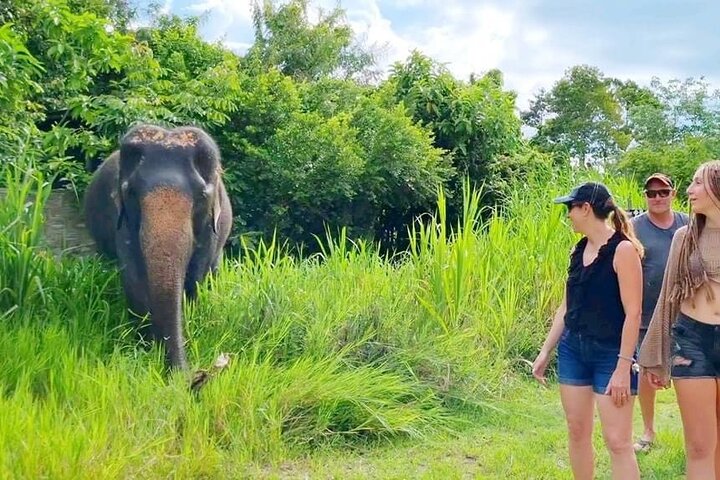 Ervaar de olifantenopvangcentra, watervallen en schilderachtige uitzichtpunten van Koh Samui tijdens een 4x4 jungletour, foto 10 | wizardtrip