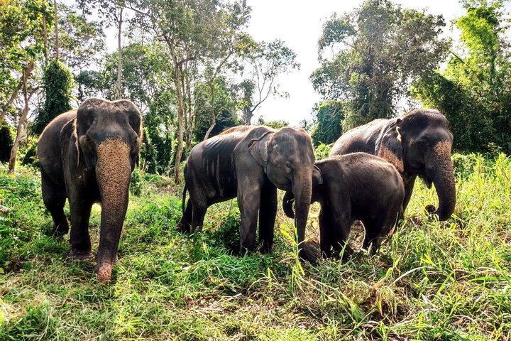 Ervaar de olifantenopvangcentra, watervallen en schilderachtige uitzichtpunten van Koh Samui tijdens een 4x4 jungletour, foto 11 | wizardtrip