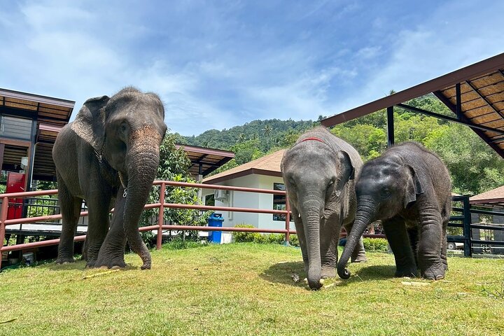 Explora las maravillas culturales y naturales de Koh Samui, incluyendo templos, miradores y cascadas, en un tour guiado de medio día, foto 14 | wizardtrip