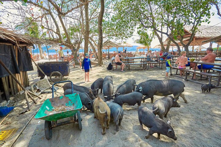Speedbåttur til Koh Tan og Pig Island fra Koh Samui, Thailand, med snorkling og strandavslapning, foto 7 | wizardtrip