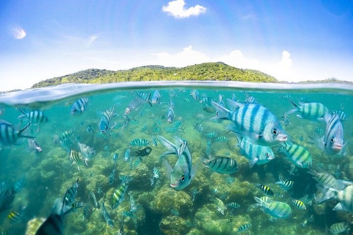 Speedbåttur til Koh Tan og Pig Island fra Koh Samui, Thailand, med snorkling og strandavslapning, foto 13 | wizardtrip