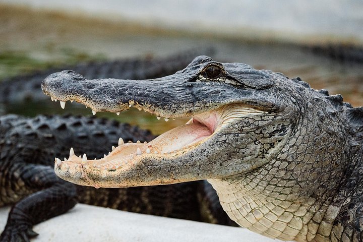 Vivez une excursion exaltante en hydroglisseur dans le vaste parc national des Everglades, à la recherche d'animaux sauvages, photo 13 | wizardtrip